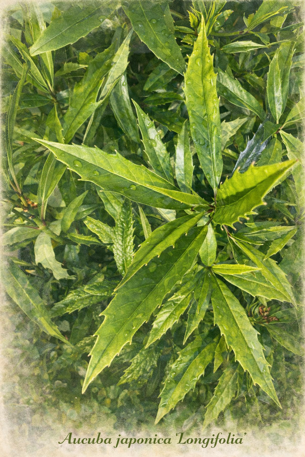 japonica longifolia.png